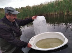 В Аминевский пруд выпустили тысячи мальков