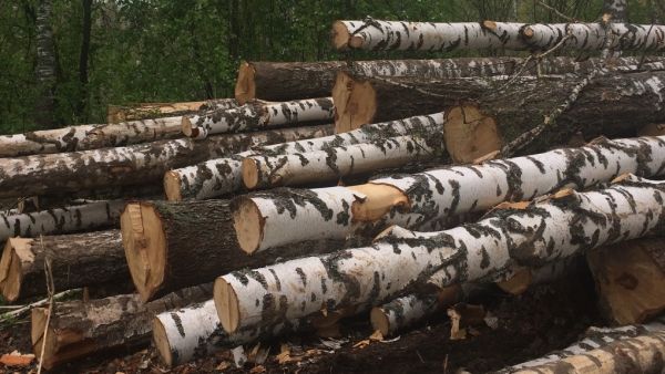 Жители Замотохино и Кочнево незаконно вырубили 26 деревьев