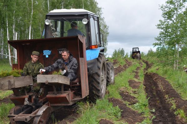 Около Краснокаменки и Лебедевки высаживают сосны